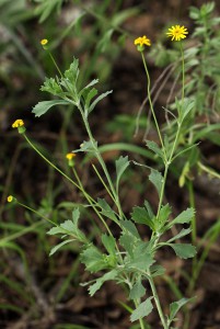 Senecio klingbergii alias Emilia Discifolia (från eol.org)