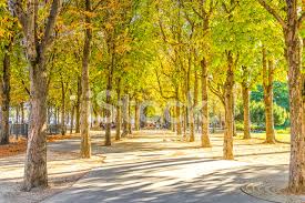 Park I Champs Élysées, Paris Stockfoton - FreeImages.com